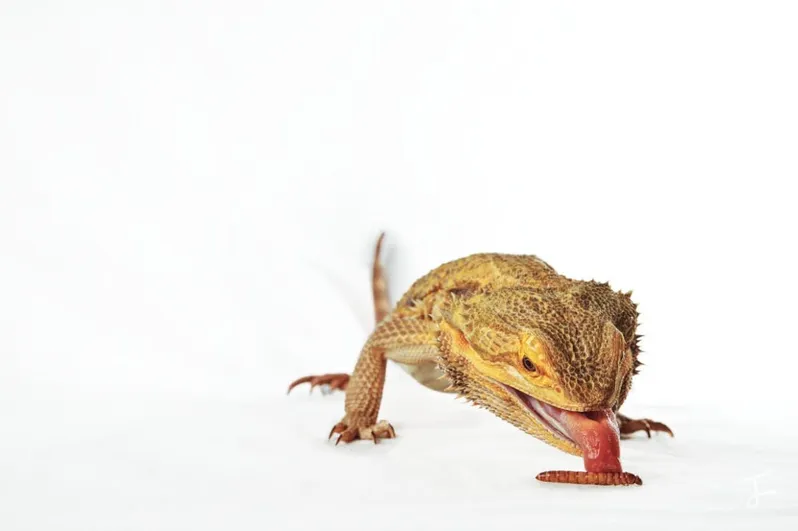 Photography portfolio image