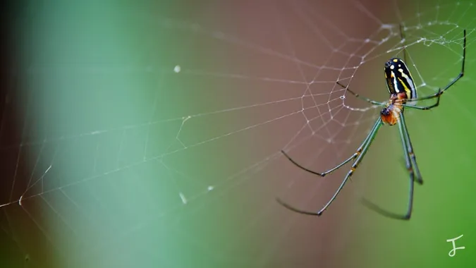 Photography portfolio image