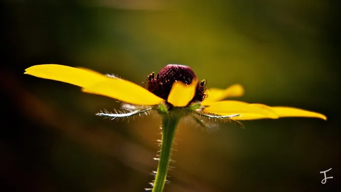 Photography portfolio image