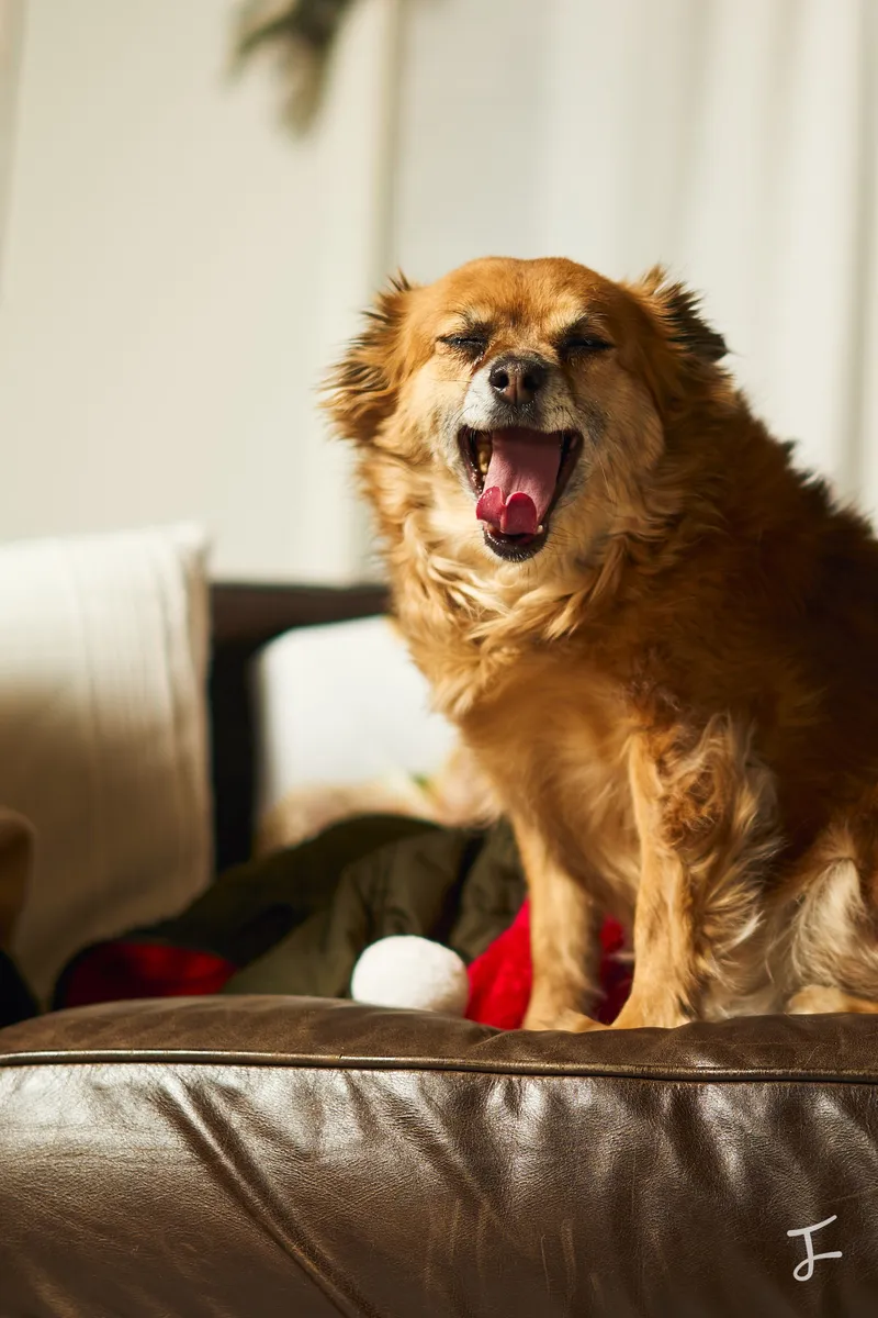 Photography portfolio image