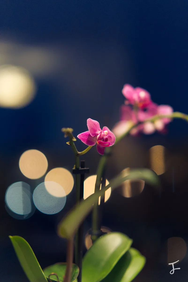 Photography portfolio image