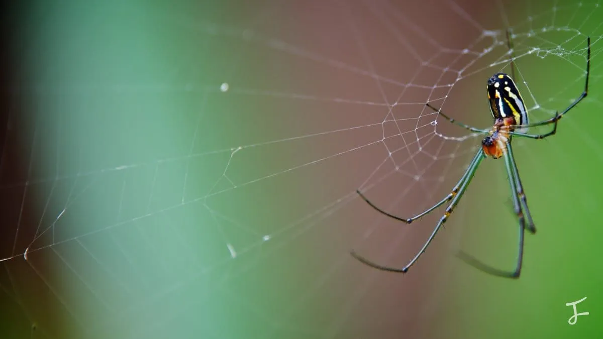 Photography portfolio image