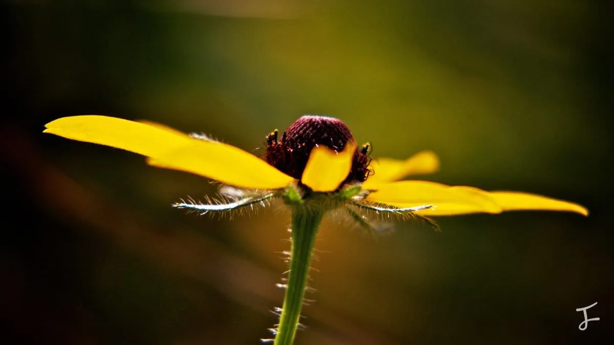 Photography portfolio image