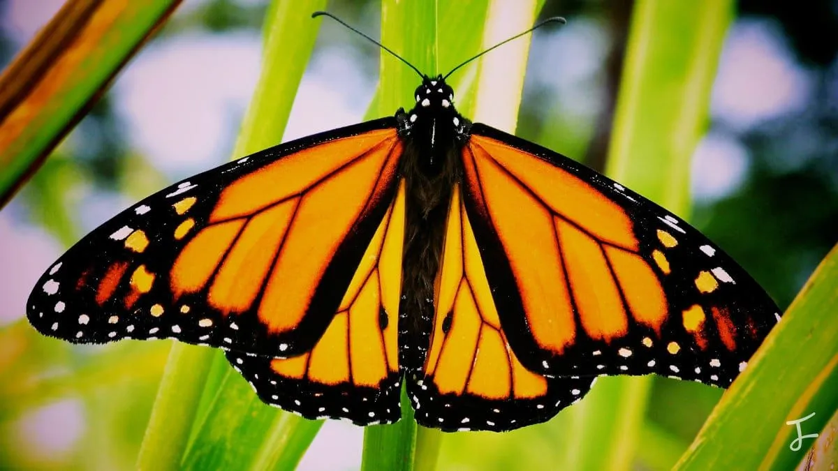 Photography portfolio image