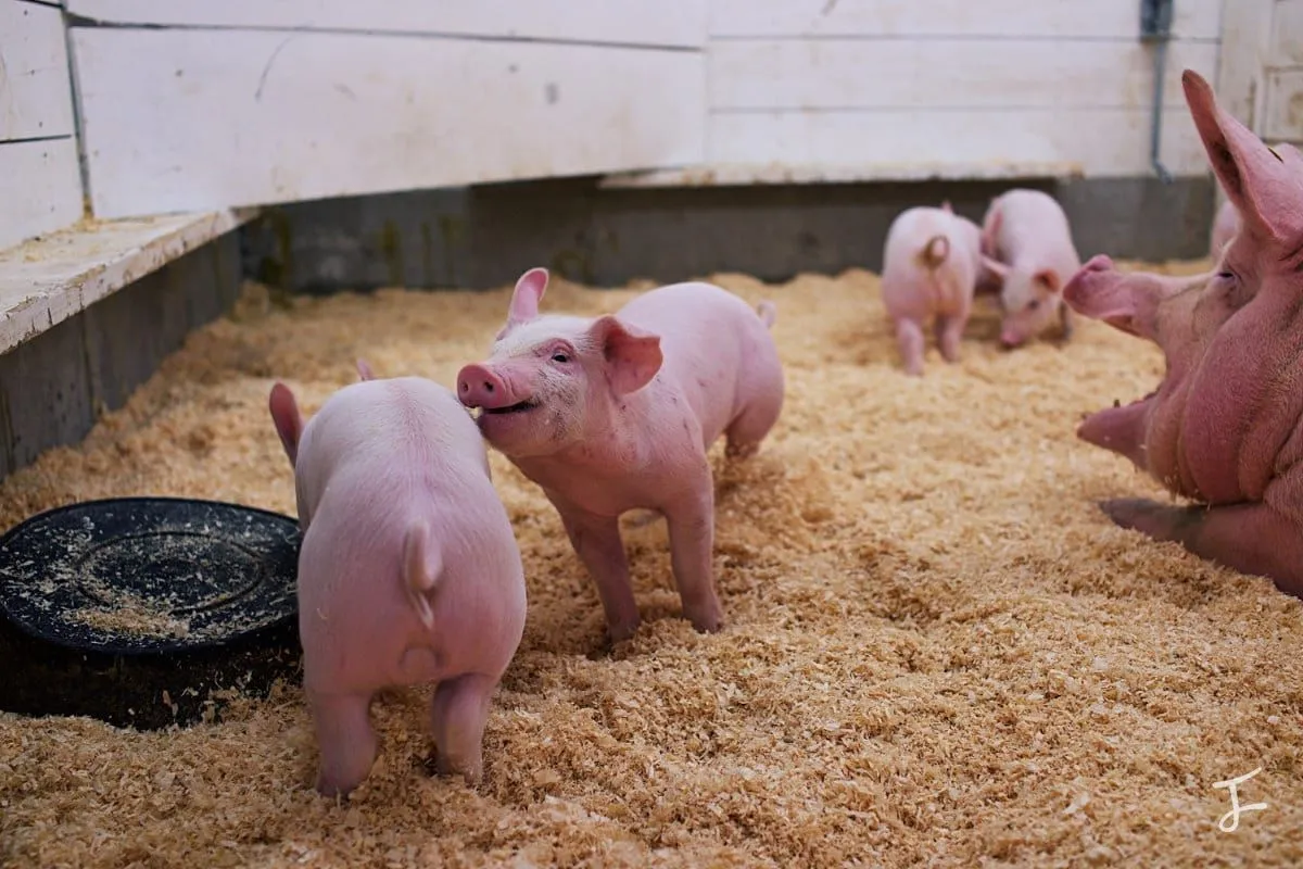 Photography portfolio image